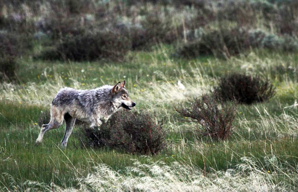 imagen lobo bierzo 24