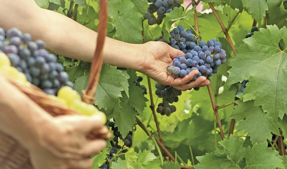 El PP critica a UPL por "atribuirse como propia una iniciativa del Ejecutivo autonómico" en relación al Parque Agroalimentario del Bierzo