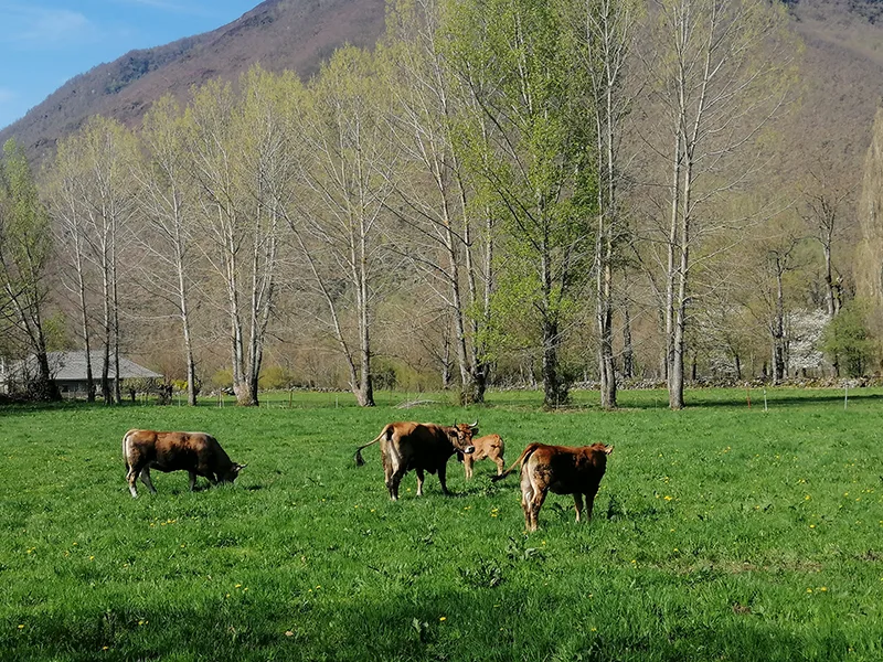 La Fundación Laciana Reserva de la Biosfera abre la licitación para coordinar el proyecto turístico "Viajando al Futuro"
