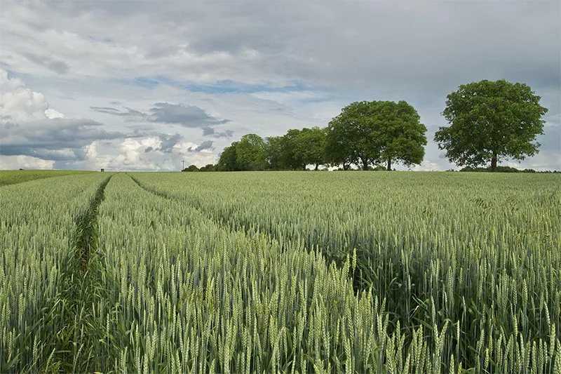 Acuerdo con MERCOSUR: "una puñalada contra la soberanía alimentaria" por parte de la UE