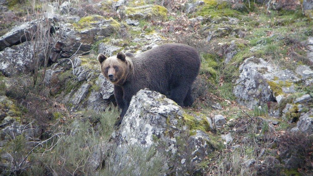 Un oso sorprende a los vecinos frente a la playa fluvial de Villaseca de Laciana