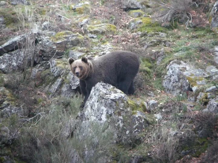La Junta insiste en la importancia de avisar al 112 ante avistamientos de oso pardo en entornos urbanos de Laciana y Alto Sil