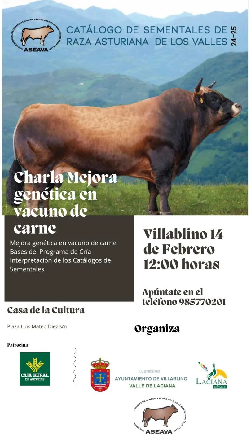 El Ayuntamiento de Villablino y ASEAVA organizan una charla sobre Mejora Genética en Vacuno de Carne