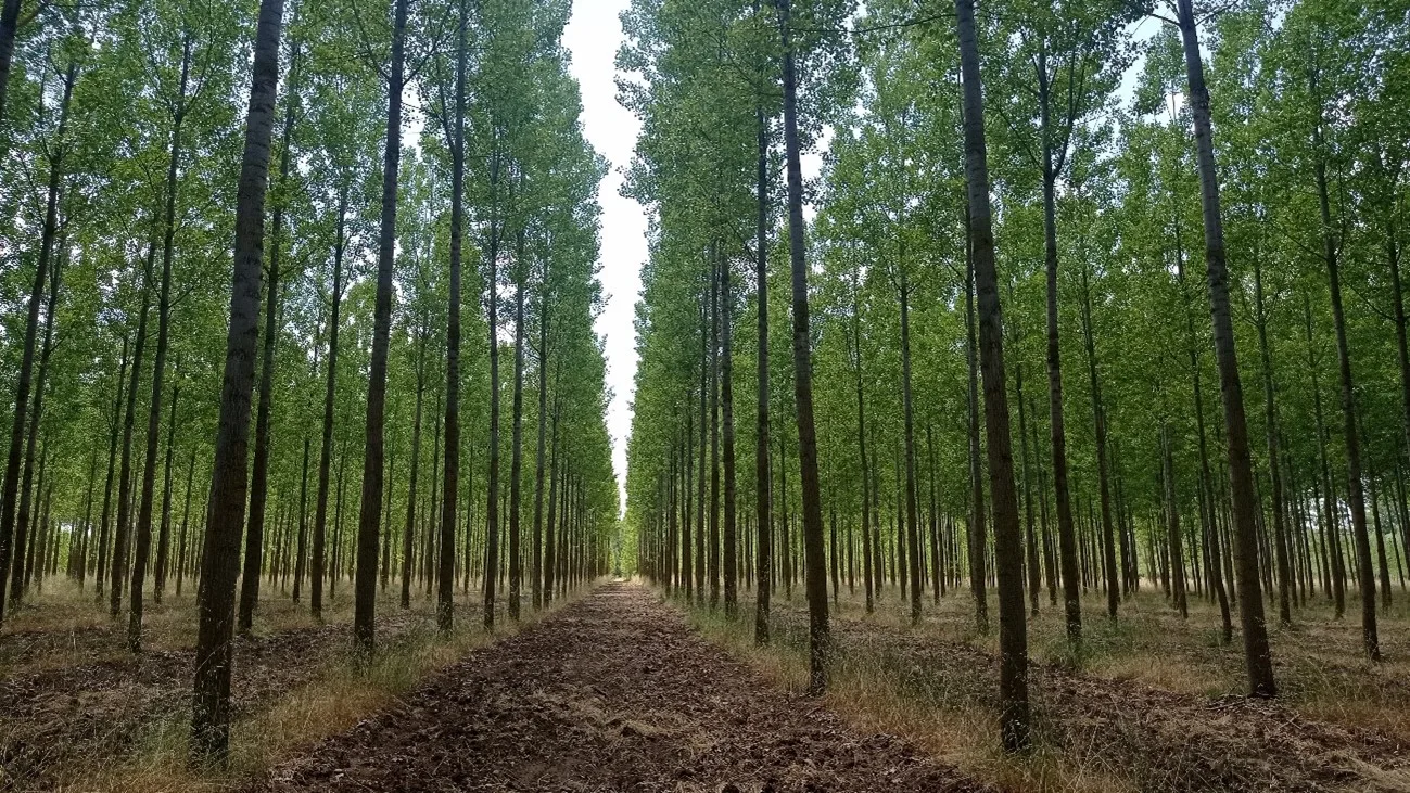 Vega de Espinareda acogerá el primer "bosque laboratorio" de Castilla y León para combatir plagas