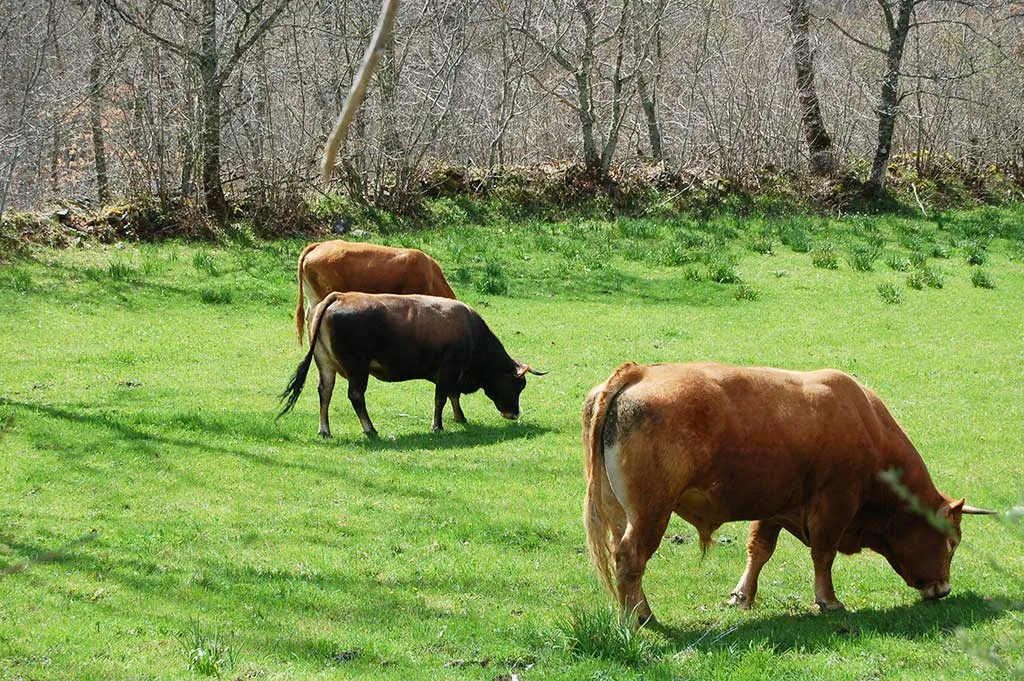 La Junta dispone de 103 oficinas con más de 750 empleados públicos en el medio rural para ofrecer atención directa a agricultores y ganaderos