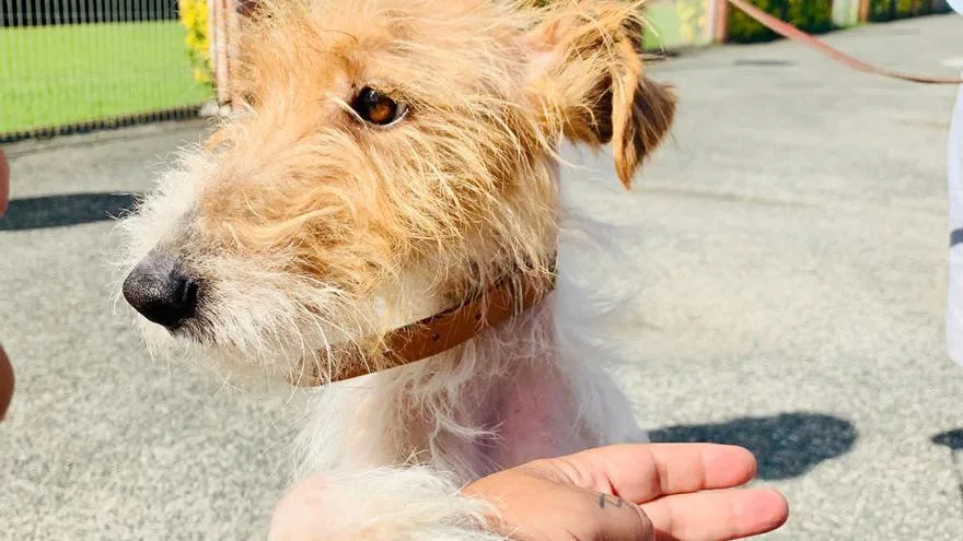 Rescate de un Fox Terrier en el río Boeza por el servicio de Bomberos de Ponferrada