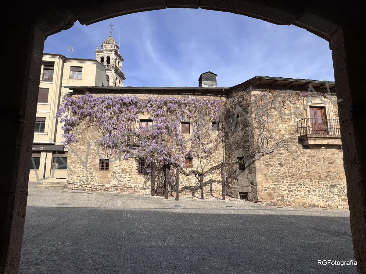 La glicinia centenaria de la Casa de los Escudos de Ponferrada alcanza su esplendor primaveral
