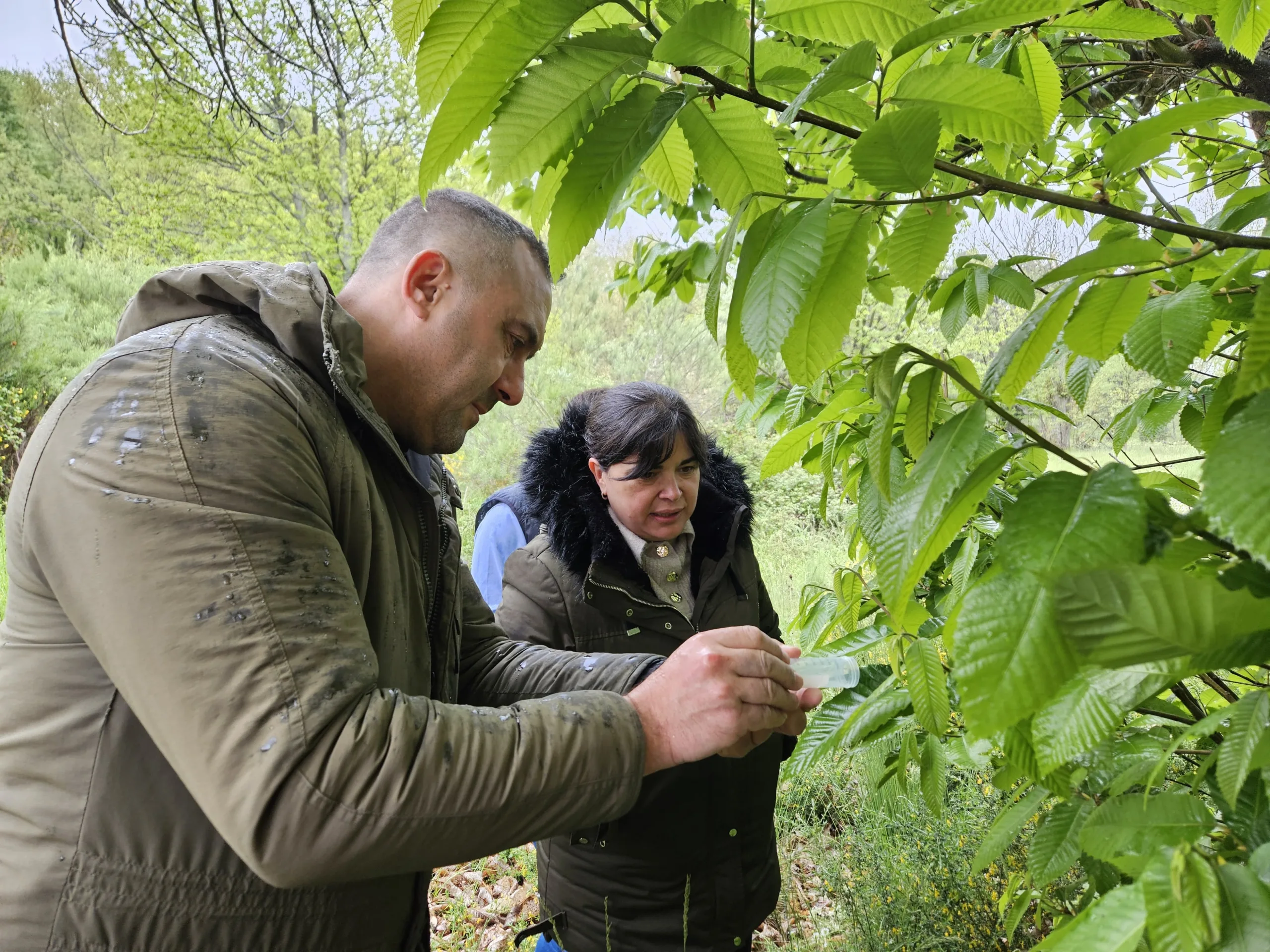 Diputación inicia en Noceda del Bierzo la suelta del parásito 'Torymus' para combatir la avispilla del castaño
