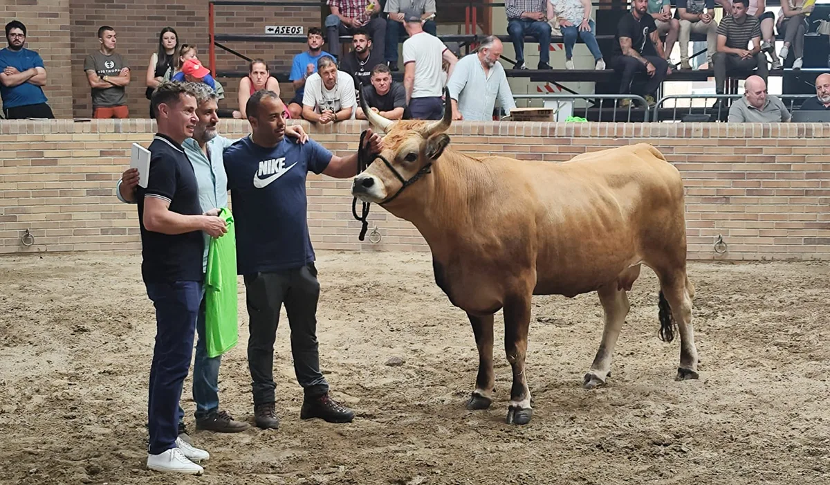 Villablino acoge con éxito las Jornadas de la Raza Asturiana de los Valles y la primera subasta nacional de semen