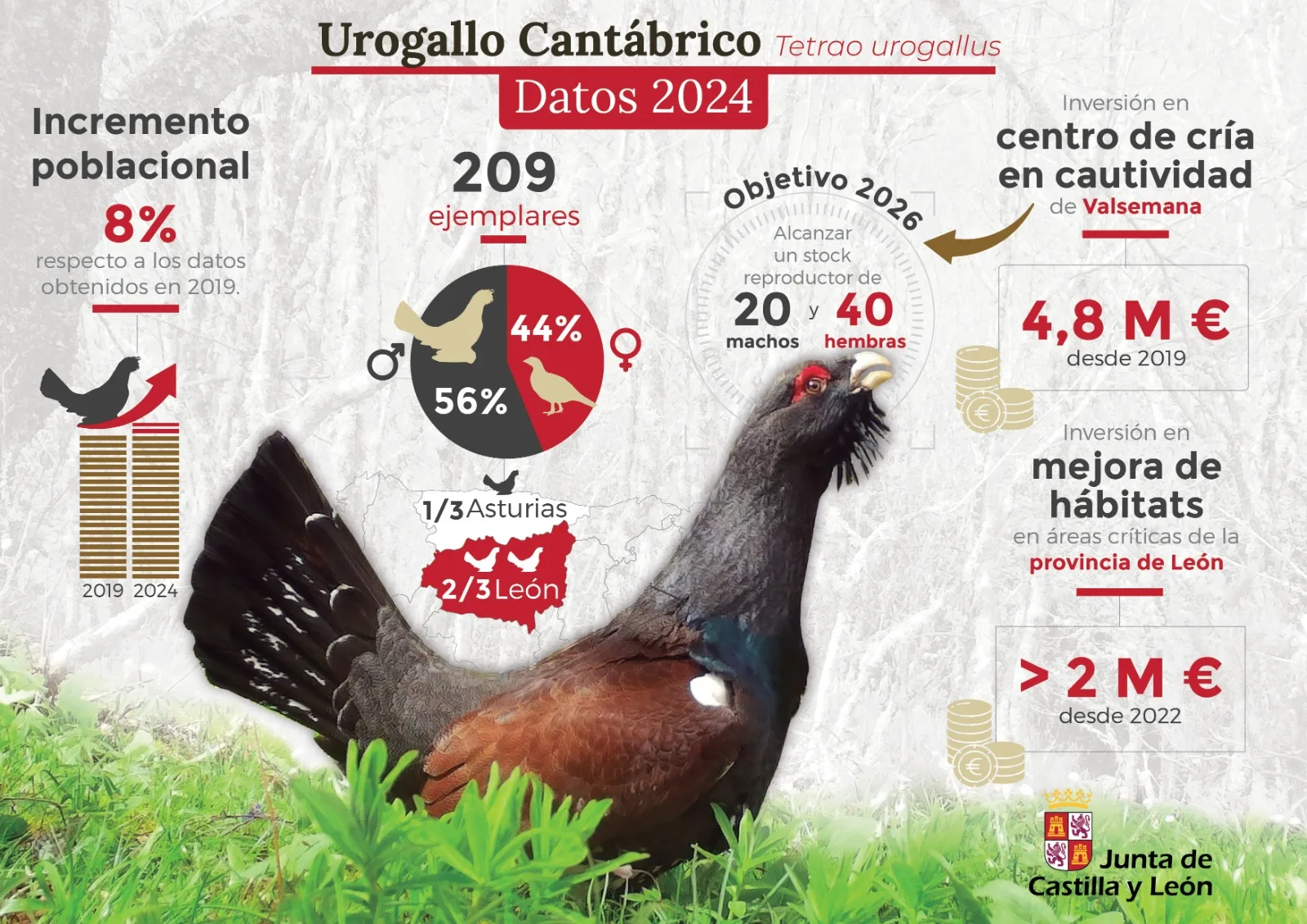 Asciende a 209 ejemplares en 2024 la población de urogallo cantábrico, una de las nueve especies en “situación crítica” en España