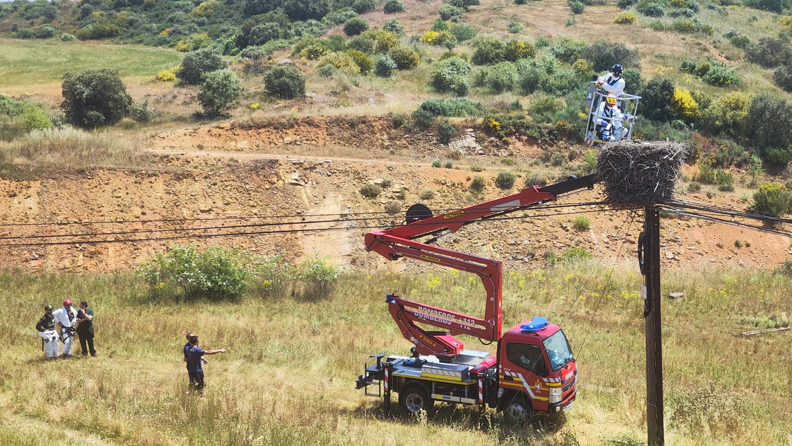 Investigan la muerte de varias cigüeñas blancas en Villaobispo de Otero, algunas tiroteadas en sus nidos