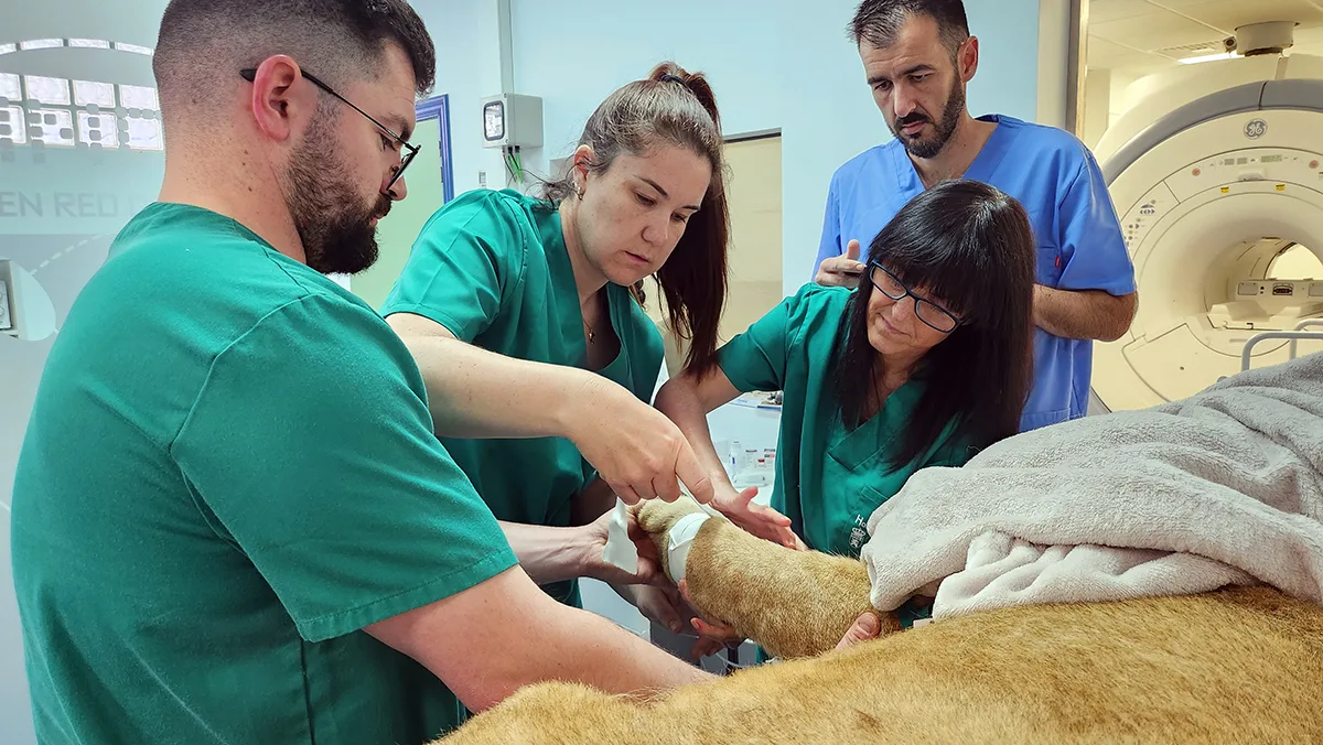 La Junta y los nueve Colegios de Veterinarios de Castilla y León refuerzan su colaboración para afrontar los retos del sector