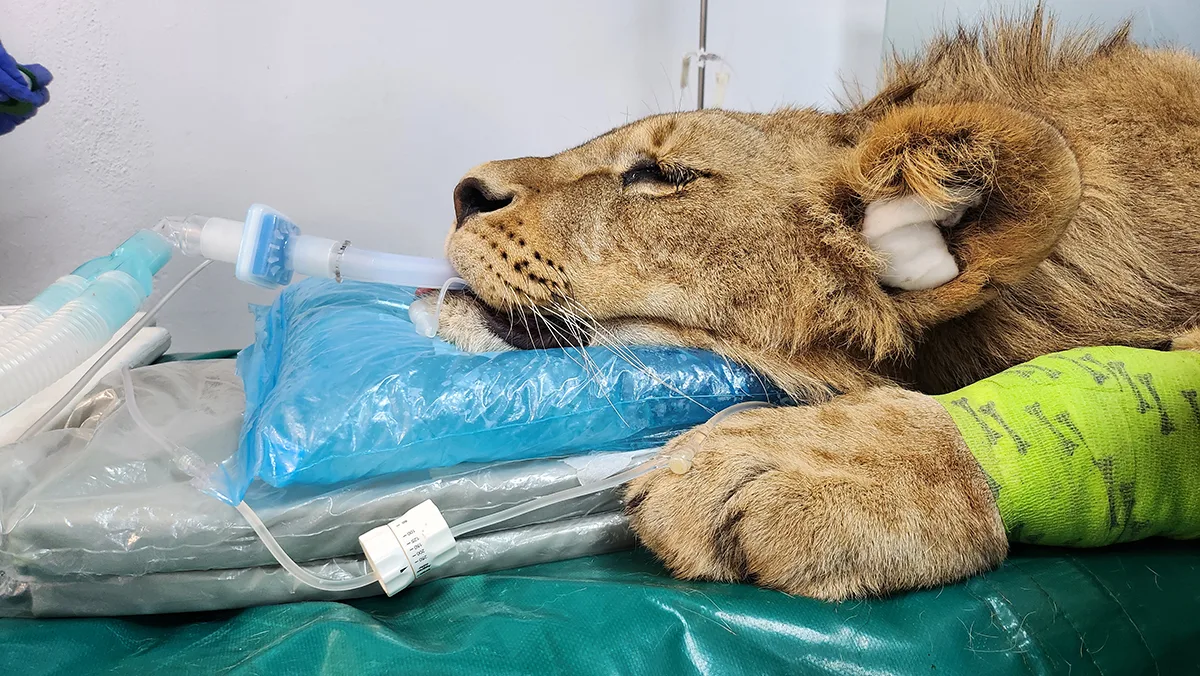 El Hospital Veterinario de la ULE logra que dos leones africanos de Cabárceno recuperen la movilidad con un tratamiento pionero