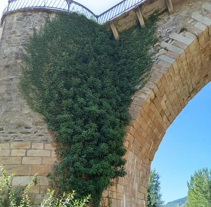 Vecinos de Villafranca del Bierzo denuncian la falta de mantenimiento del puente, invadido por la maleza