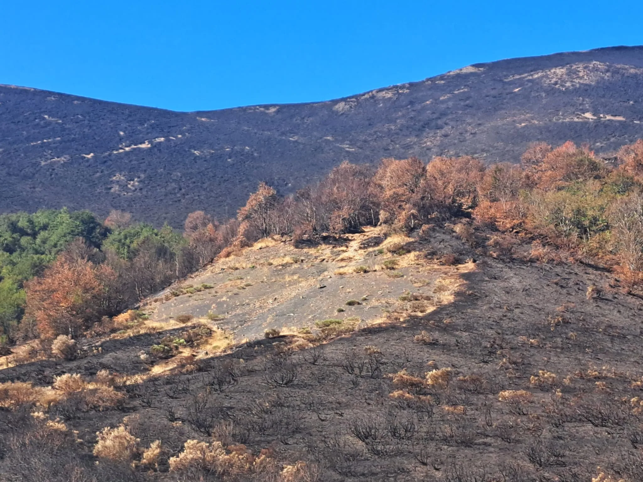 La regeneración de áreas dominadas por matorral afectadas por el fuego podrá lograrse en dos o tres años frente a las décadas que conllevará la recuperación de ecosistemas de arbolado
