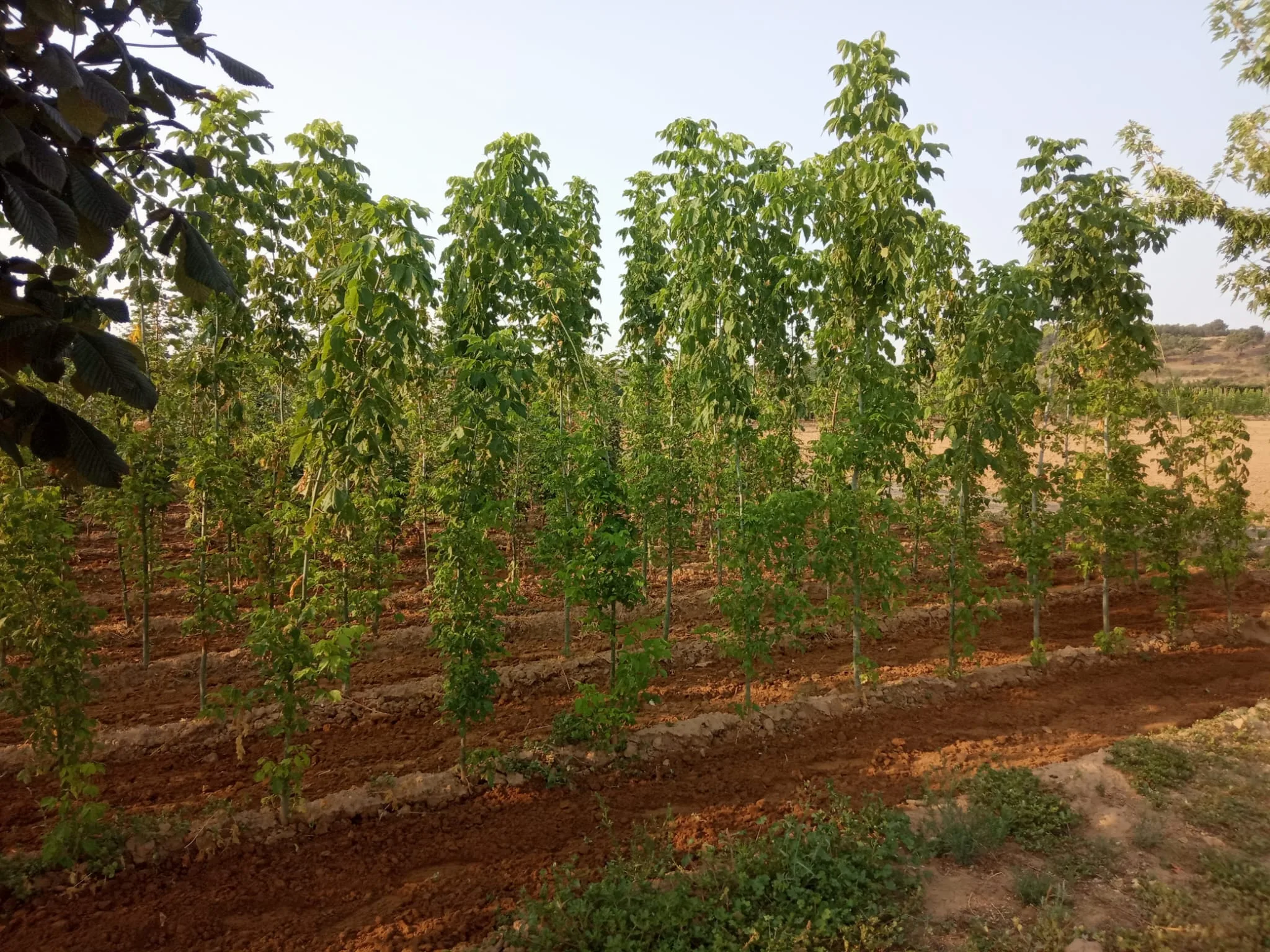 Diputación ofrece árboles y plantas del vivero provincial a ayuntamientos y juntas vecinales