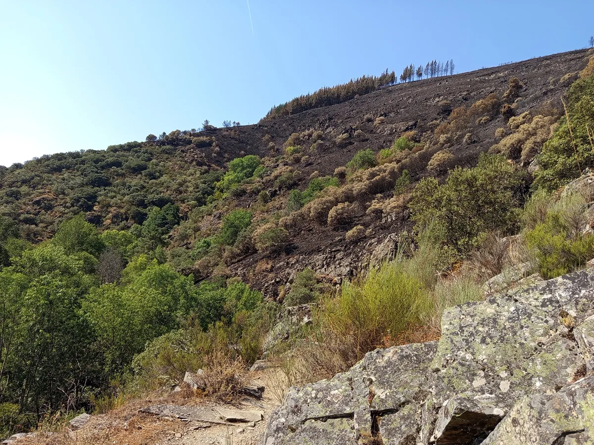 Así ha quedado la zona afectada por el incendio en Villafranca del Bierzo