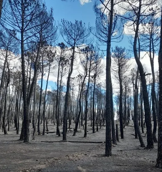Beneficios de no cortar los árboles después de un incendio
