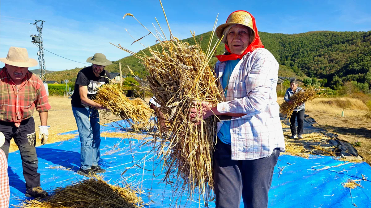 VIDEO · FOTOS | Espinoso de Compludo revive sus tradiciones en la I Fiesta del Trigo