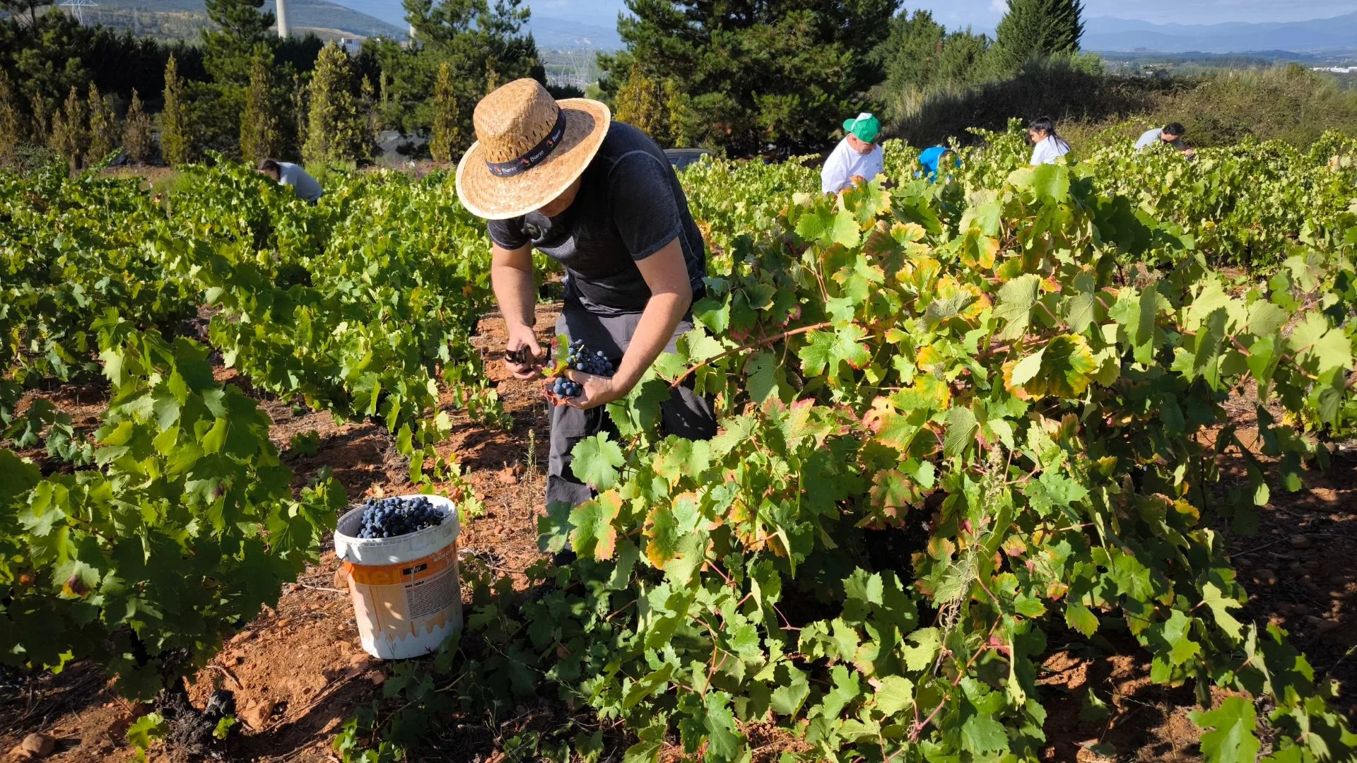 Las denominaciones de origen de Castilla y León alcanzan los 291 millones de kilos en una vendimia con uva de calidad y en buen estado