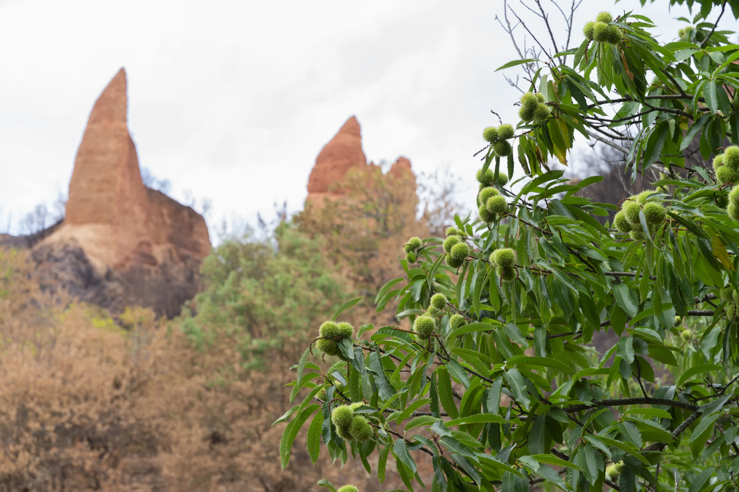 El Consejo Comarcal del Bierzo reanuda las visitas guiadas a Las Médulas con un nuevo itinerario