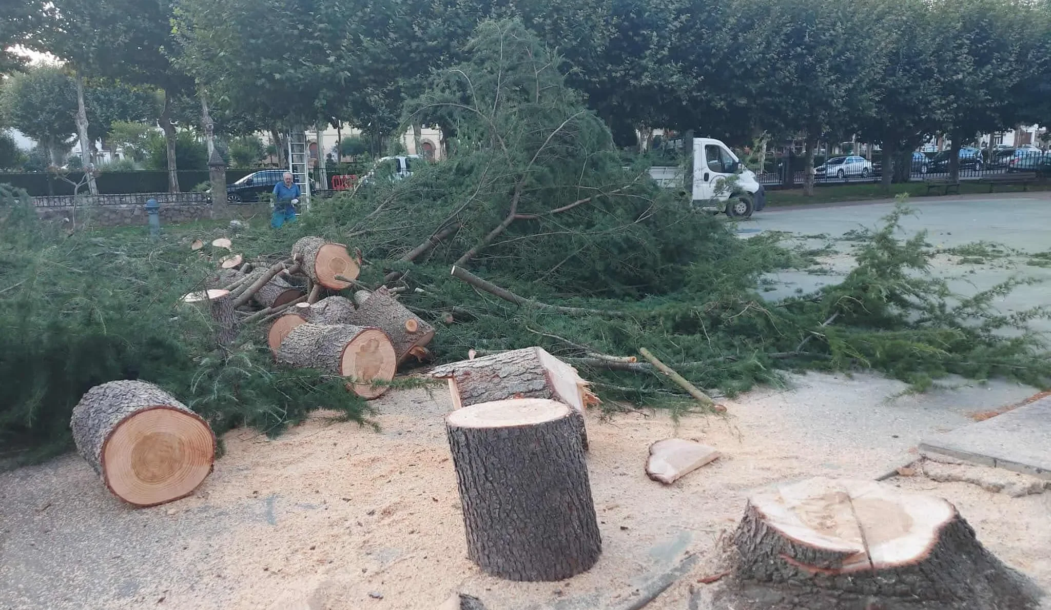 Polémica en Villafranca del Bierzo por la tala de árboles sanos en un parque infantil