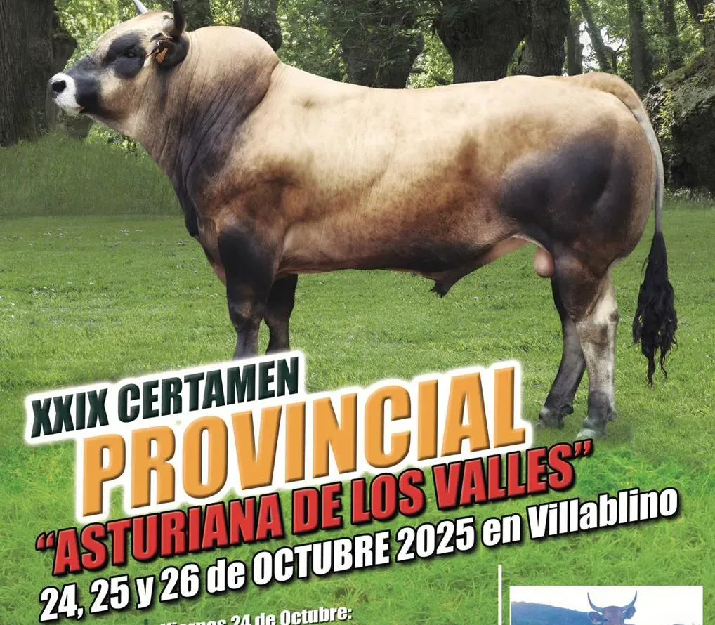 Villablino acoge el XXIX Certamen Provincial de la raza Asturiana de los Valles del 24 al 26 de octubre