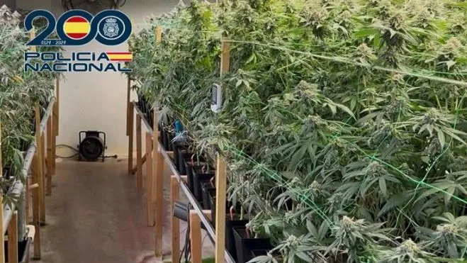 Desmantelado un cultivo de marihuana con más de 400 plantas en una nave del polígono de Montearenas