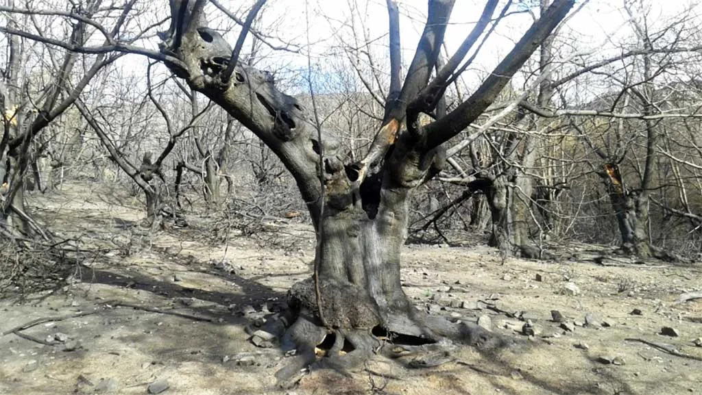 Nuevas plantaciones y acciones de recuperación demostrativas sobre el castaño en El Bierzo