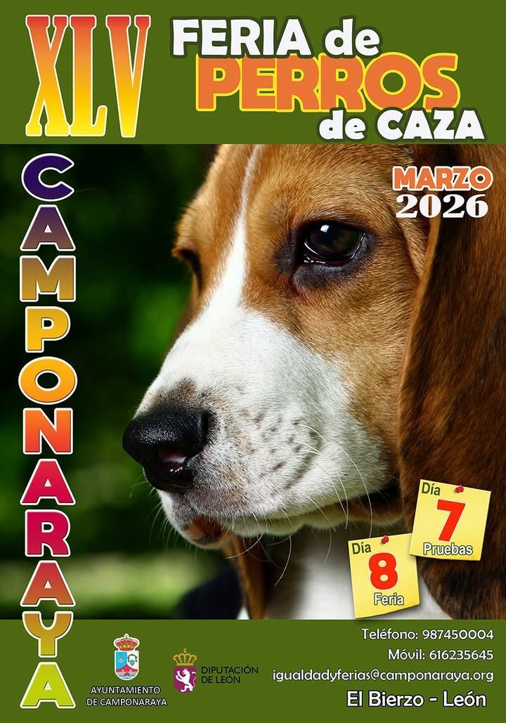 Perro beagle en la Feria de Perros de Caza en Camponaraya