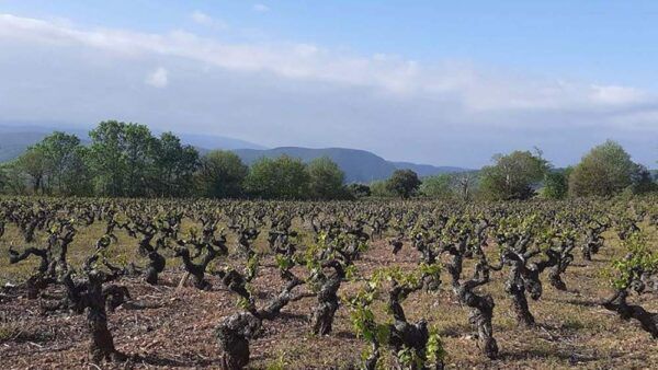 Viñedos en El Bierzo con prácticas de viticultura biodinámica