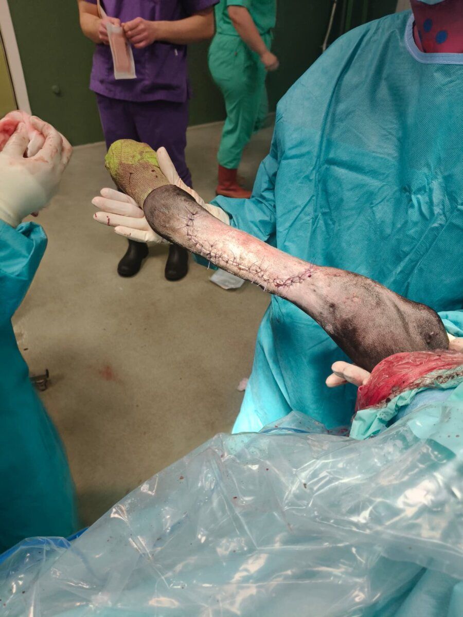Veterinarios sosteniendo una pata de burro tras cirugía