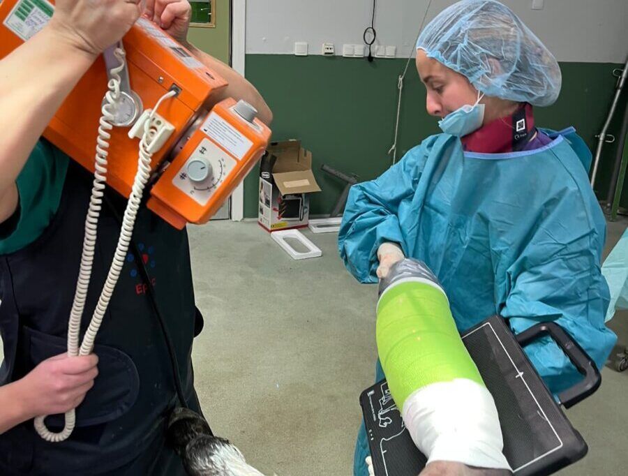 Veterinarios realizando cirugía en un burro con fractura en el metatarso