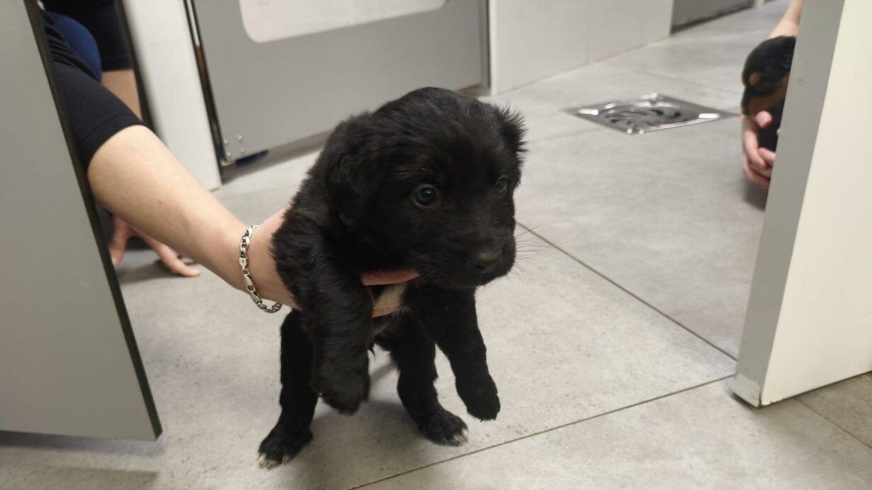 Cachorro negro siendo sostenido por una mano en un entorno clínico