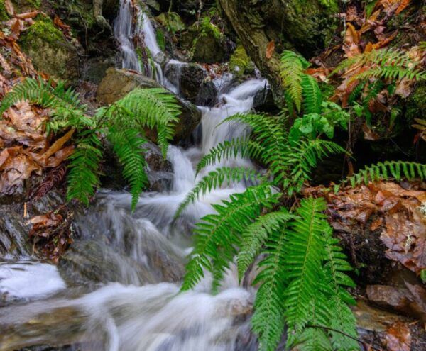 Arroyo en El Soto de Villar rodeado de helechos y hojas secas