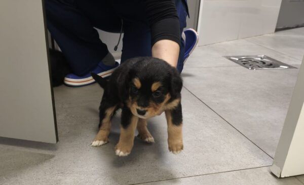 Cachorro pequeño en un entorno de atención veterinaria