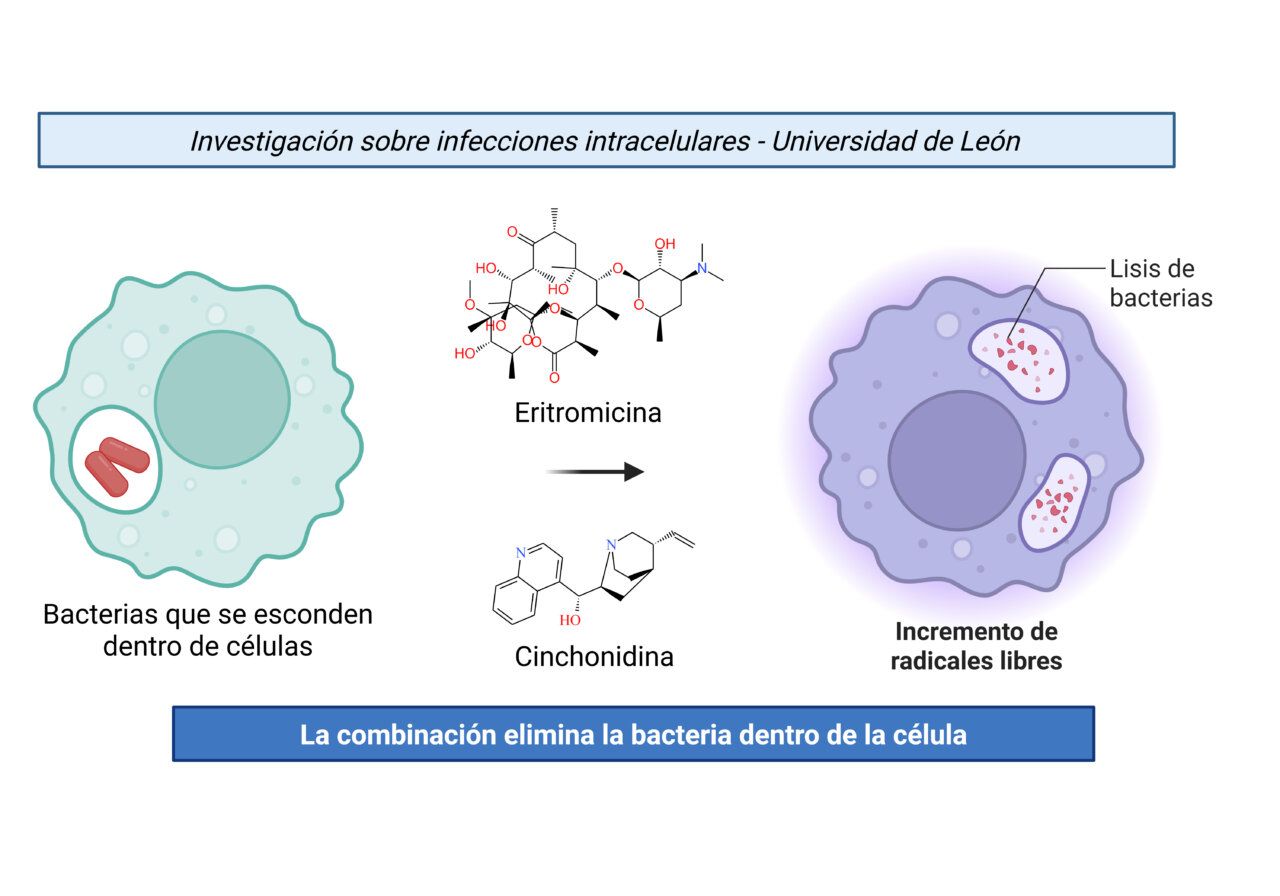 Esquema sobre la investigación de antibióticos y bacterias intracelulares