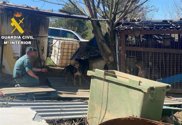Agente de la Guardia Civil inspeccionando perros en mal estado en Lillo del Bierzo