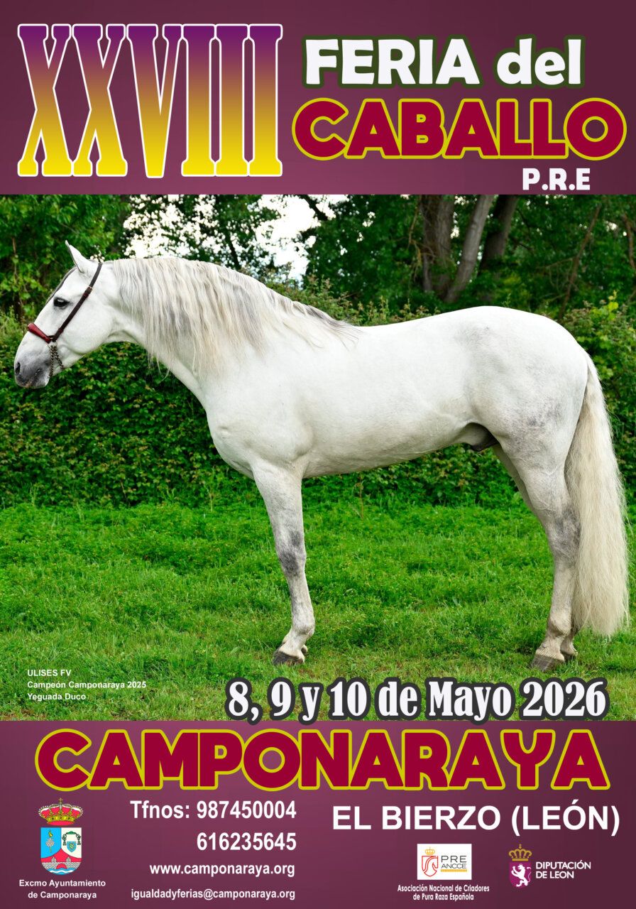 Caballo blanco en la Feria del Caballo de Pura Raza Española en Camponaraya