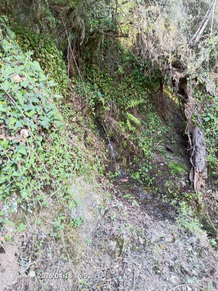 Fuente de Las Huelgas en Toreno rodeada de vegetación