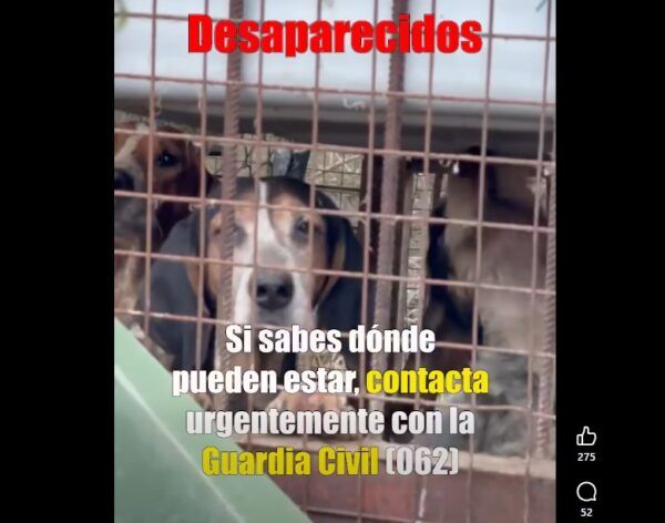 Perros de caza enjaulados en condiciones deficientes en Lillo del Bierzo