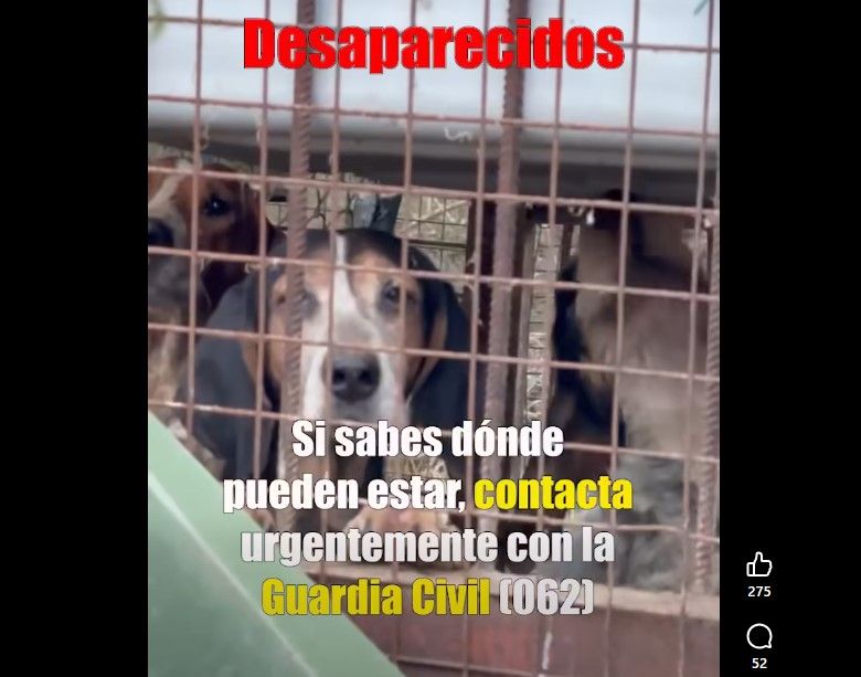Perros de caza enjaulados en condiciones deficientes en Lillo del Bierzo