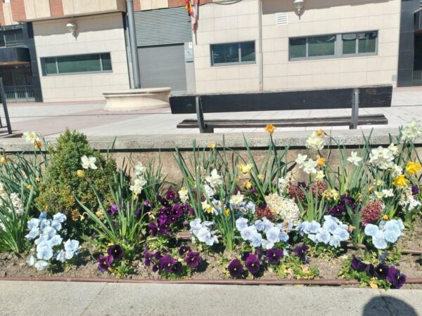 Jardín con diversas flores en Ponferrada, incluyendo narcisos y jacintos.
