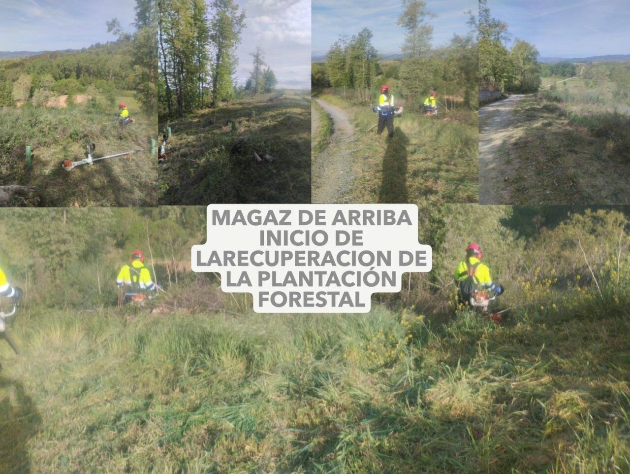 Alumnos del programa mixto de Arganza trabajando en la recuperación de la plantación forestal.