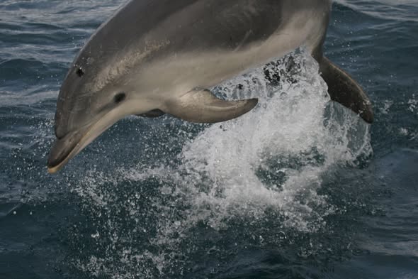 Delfín mular saltando en el mar durante el proyecto BIOACUMAR