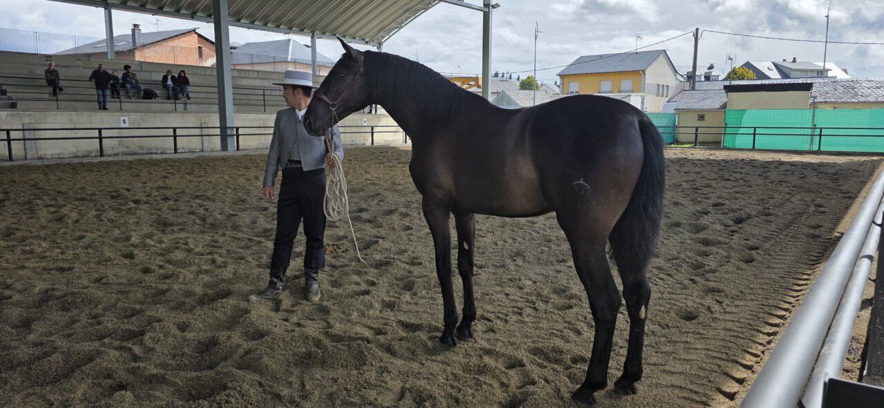 Un hombre con sombrero y un caballo en la Feria del Caballo de Camponaraya
