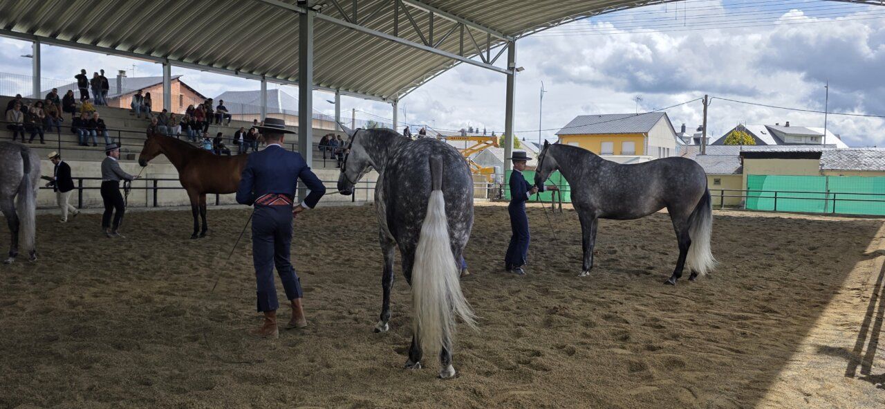 Participantes en el Concurso Morfológico de Caballos en Camponaraya
