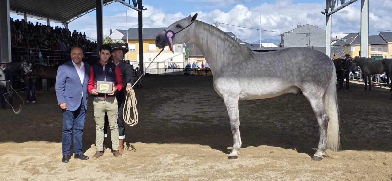 Entrega de premios en evento ecuestre con un caballo gris