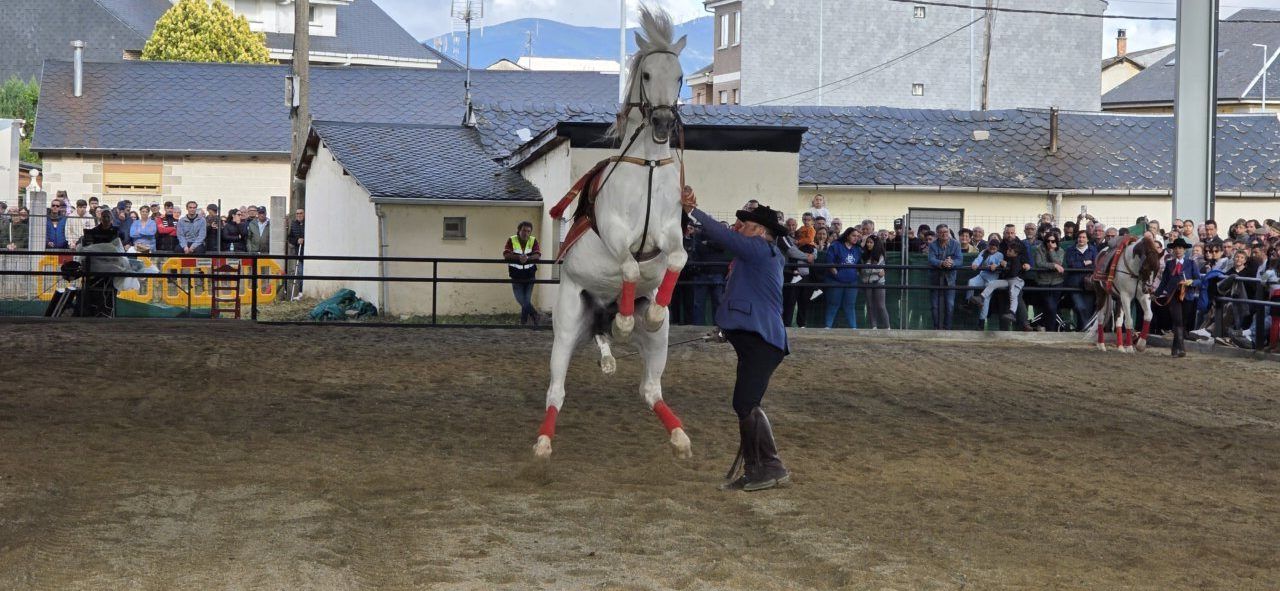 Un caballo blanco en una exhibición con un jinete en un evento