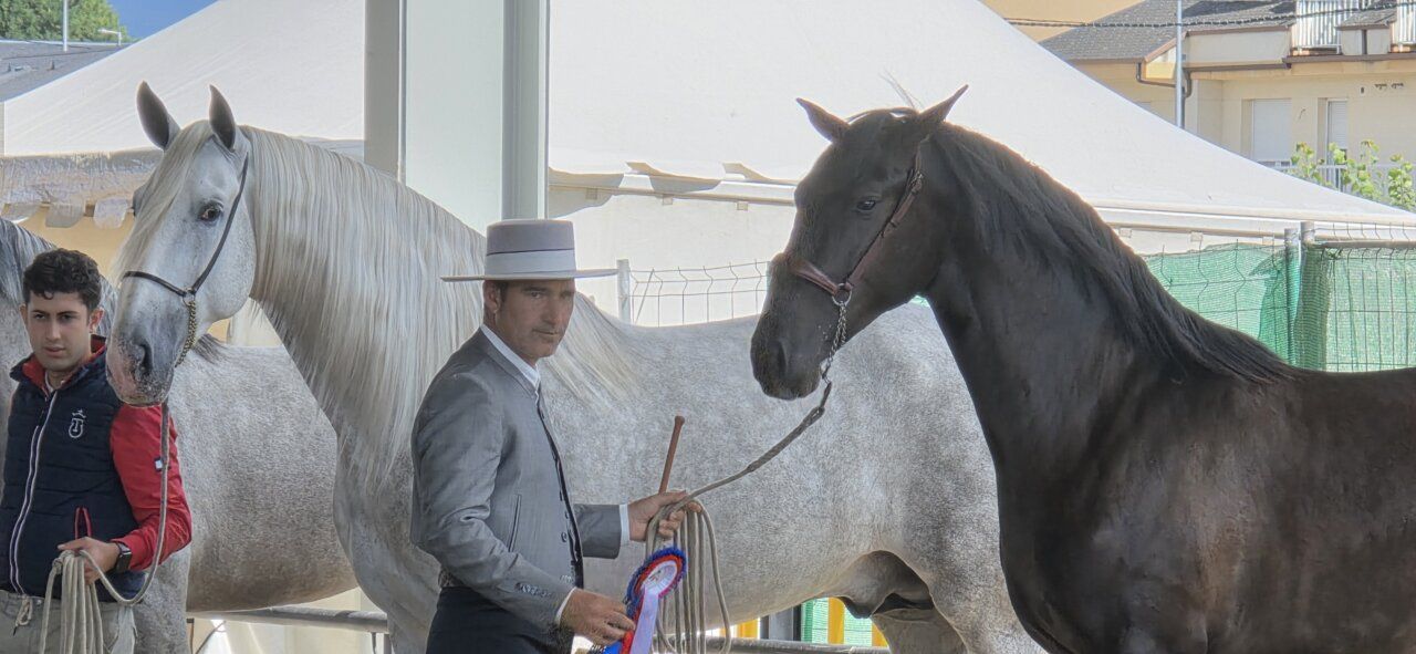 Competencia de equitación con caballos en exhibición